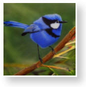 TN_BlueWren.jpg