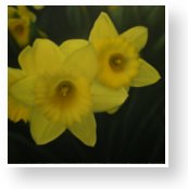 TN_Daffodils.jpg