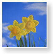 TN_TwoDaffodils.jpg